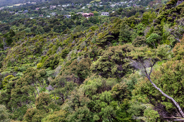 New Zealand rainforest fern trees, green wilderness close to KereKere Auckland, New Zealand