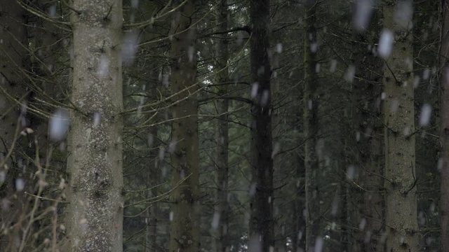 Wintery flurry in a Welsh forest, Brecon Becons, Wales