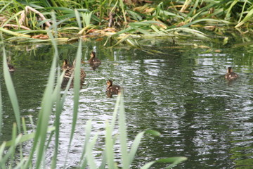 Birds in a river.