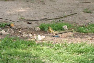Yellow sitting bird.