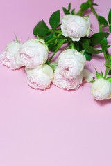 Beautiful pink roses close up macro flowers photo