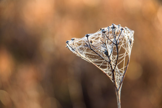 Foggy nature morning