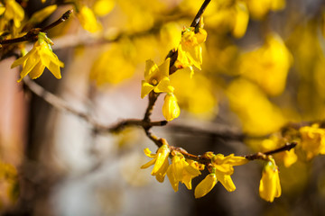 Yellow flowers on the branch in the autumn. Flowers on branches of wood with blurred background. Shallow depth of view with sharp focus on flowers