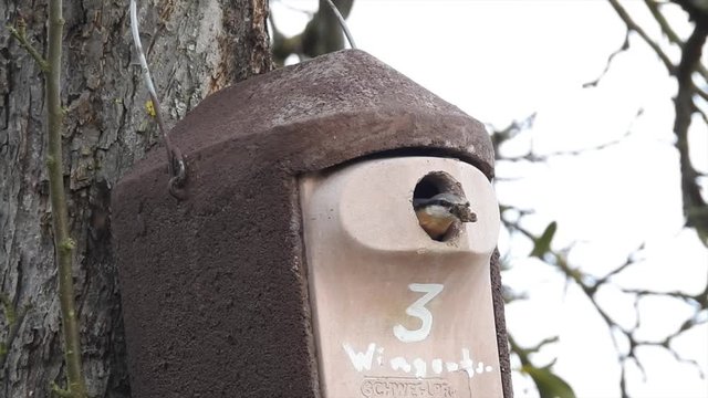 Kleiber&nbsp;(Sitta europaea) beim Nestbau