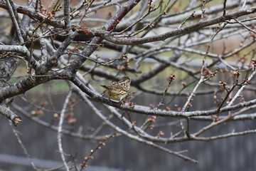 Brambling