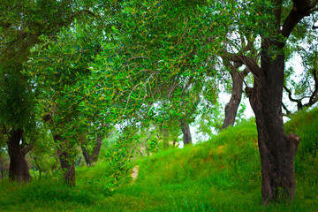 Fototapeta premium Green grass field with beautiful nature and trees. Nature concept image with branches full of green leaves