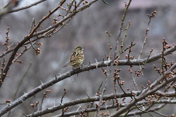 Brambling