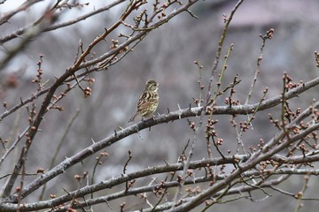 Brambling