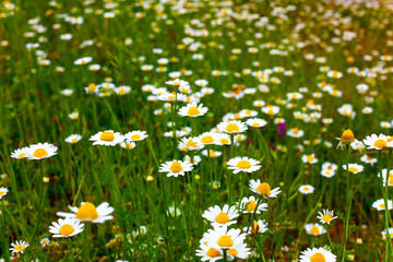 Closeup view of the chamomile field. Nature concept image with healthy plants