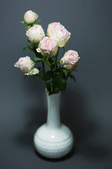 Beautiful pink roses close up macro flowers photo