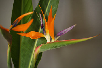 Obraz premium Strelitzia or Bird of paradise tropical flower closeup macro photo