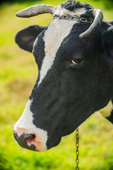 A close up of a black and white dairy cow
