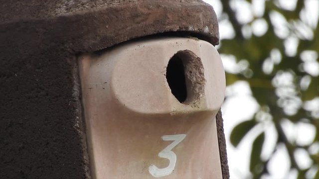 Kleiber&nbsp;(Sitta europaea) beim Nestbau