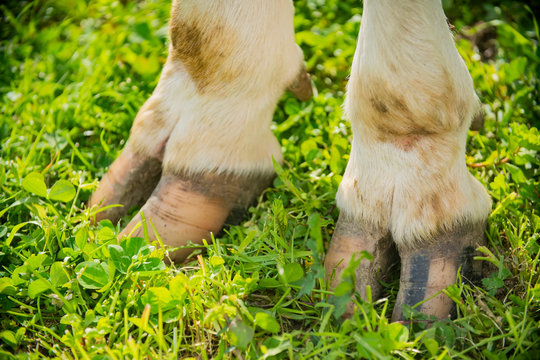 close-up of cow hoof legs