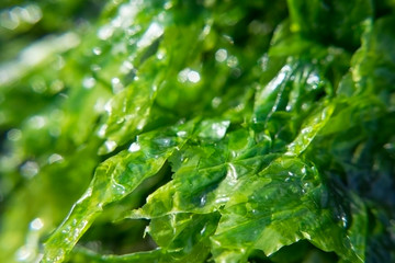 Seaweed enteromorpha closeup