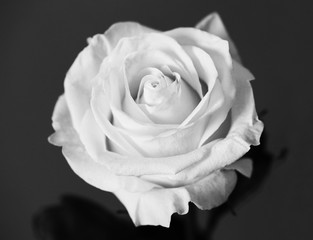 White rose beautiful flower close up macro photo