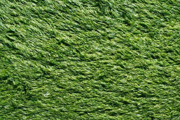 A solid cover of green algae Enteromorpha. Texture.