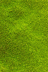Green moss texture. natural backgrounds, small green moss texture - top view