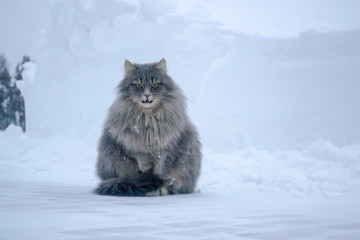 Angry fat grey cat in the snow