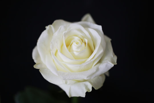 White rose beautiful flower close up macro photo