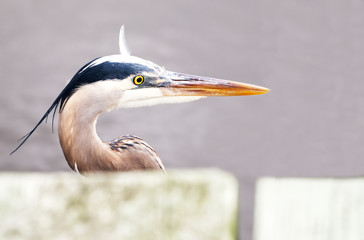 A closeup of the head of a great blue heron.