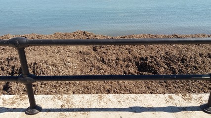 Erba di mare sul lungomare dopo una mareggiata. Bari. Sud Italia