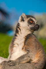 ..Ring tailed Maki Catta lemur  with big orange eyes. Madagascar lemur.