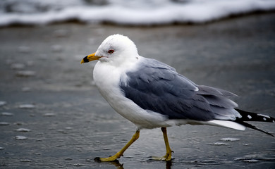 Seagulls with the surf in the background.
