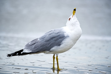 Seagulls with the surf in the background.