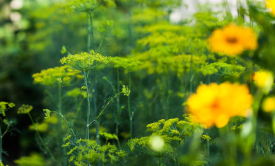 Obraz premium Growing dill plant in the nature. Dill flowers on the plant. Home agriculture with spice plants