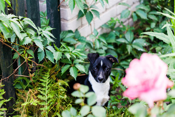 Dog sitting in the garden with roses. Mongrel dog looking in the camera. Domestic animals at the home