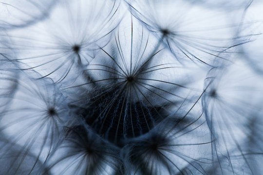 Closeup image of white dandelion. Dandelion seeds in macro photo. Nature photography concept