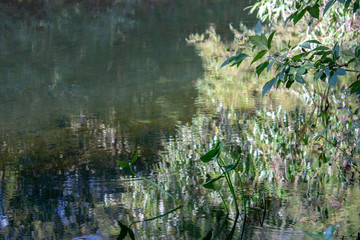 Green leaves on the branches are reflected in the river. Reflection of trees in the river.