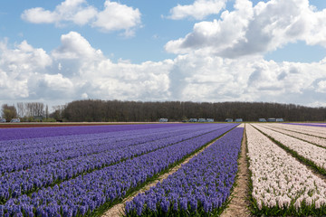 blossoming blue and white hyacinths in the Dutch springtime in the fields with cloudy blue sky