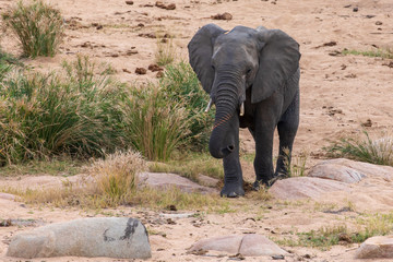 Elefant 42