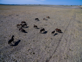 Fototapeta na wymiar Troop of horses, on the plain, in La Pampa, Argentina