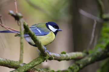 great tit