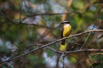 Great Kiskadee, Pantanal,Brazil