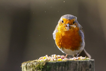 robin