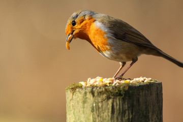 robin