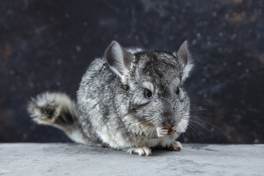 Grey chinchilla is sitting and looking at you. Cute animal and adorable pet. Fluffy creature that loves you