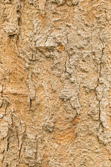natural texture of bark sycamore maple (Acer pseudoplatanus). Wavy trunk of the Sycamore Maple (Acer pseudoplatanus) 