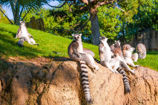 ..Group Of Ring Tailed Maki Catta Lemurs  With Big Orange Eyes. Madagascar Lemurs.