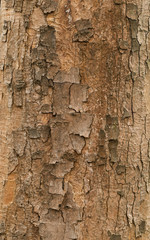 natural texture of bark sycamore maple (Acer pseudoplatanus). Wavy trunk of the Sycamore Maple (Acer pseudoplatanus)  - obrazy, fototapety, plakaty