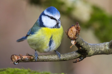 blue tit