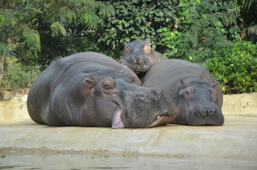 behemoths family in berlin zoo have a rest