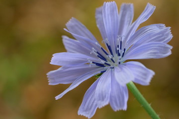 blue flower on a green background