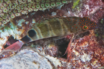 Obraz na płótnie Canvas Tropical Reef Fish, Bonaire