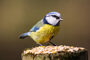 blue tit