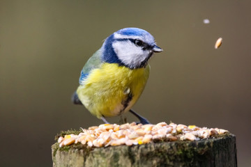 blue tit